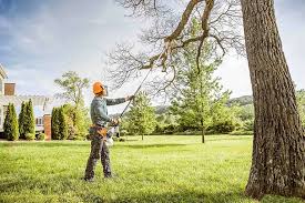 Best Tree Removal  in , WA