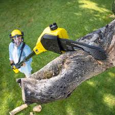 Best Tree Preservation Services  in , WA