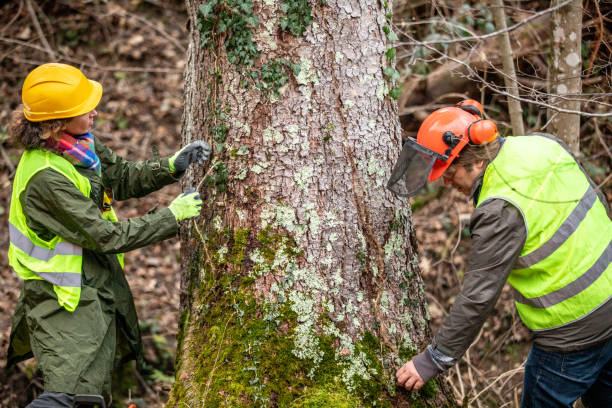 Best Tree Trimming and Pruning  in , WA