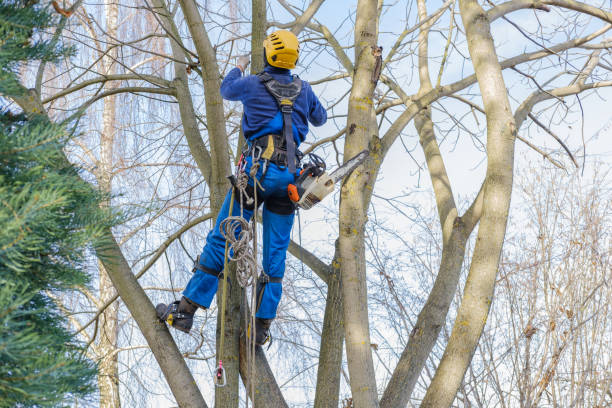 Best Commercial Tree Services  in , WA