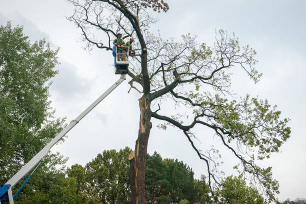  , WA Tree Care Pros