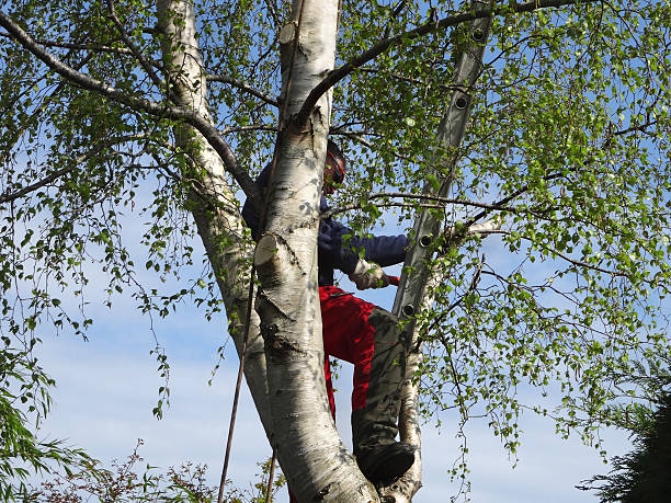 Best Tree Disease Treatment  in , WA