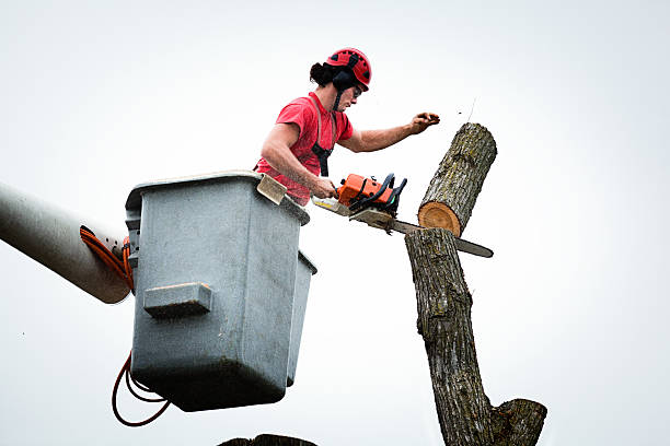 Best Arborist Consultation Services  in , WA