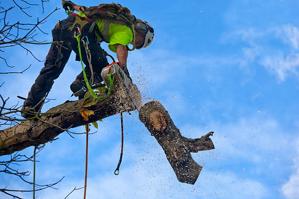 Best Seasonal Cleanup (Spring/Fall)  in , WA