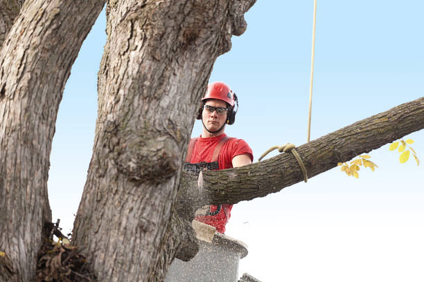 Best Tree Removal  in , WA